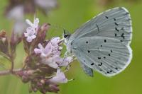 Celastrina argiolus