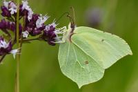 Gonepteryx rhamni