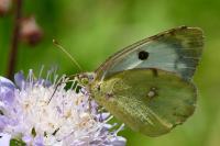Colias alfacariensis