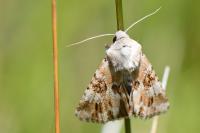 Eremobia ochroleuca