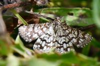 Chiasmia clathrata