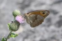 Maniola jurtina