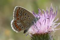 Polyommatus icarus