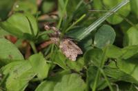 Nomophila noctuella