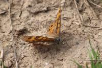 Lasiommata megera