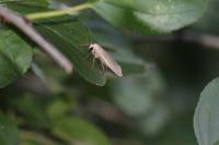 Collita griseola