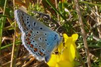Polyommatus icarus