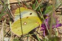 Colias crocea