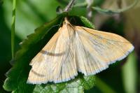 Sitochroa verticalis
