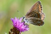Polyommatus icarus