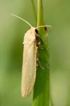 Indalia pygmaeola