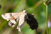 Heliothis viriplaca