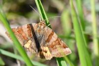 Euclidia glyphica