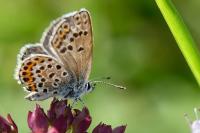 Plebejus argus