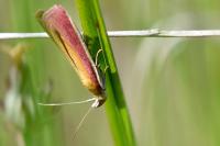 Oncocera semirubella
