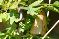Diacrisia sannio