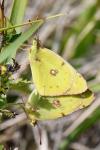 Colias alfacariensis