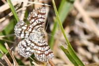 Chiasmia clathrata