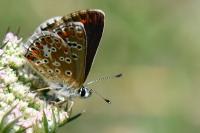 Aricia agestis