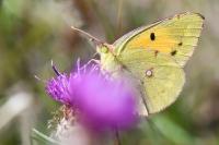 Colias crocea