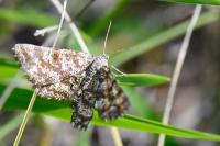 Ematurga atomaria