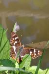 Apatura ilia