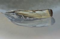 Agriphila inquinatella