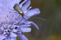 Nemophora metallica