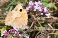 Maniola jurtina