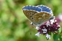 Lysandra bellargus