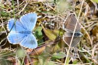 Lysandra bellargus