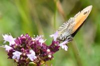 Pyronia tithonus