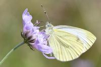 Pieris napi