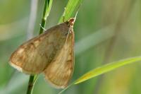 Sitochroa verticalis