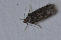 Hofmannophila pseudospretella