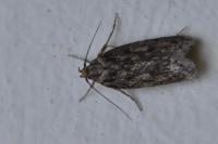 Hofmannophila pseudospretella