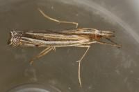 Ancylolomia tentaculella