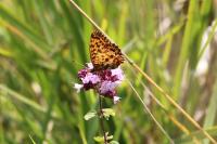 Boloria dia