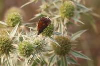 Coenonympha pamphilus