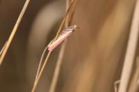 Oncocera semirubella
