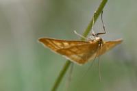 Idaea ochrata