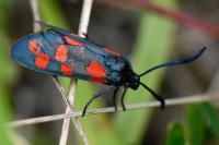 Zygaena transalpina