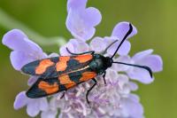 Zygaena transalpina