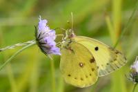 Colias alfacariensis