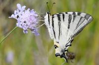 Iphiclides podalirius