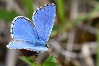 Lysandra bellargus