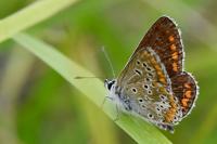Aricia agestis