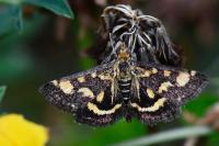 Pyrausta purpuralis