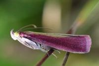Oncocera semirubella