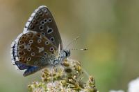 Lysandra bellargus